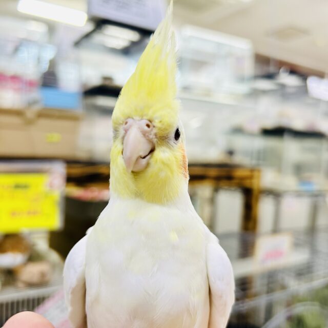 オカメインコ