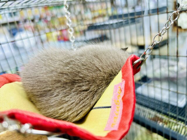 デグー