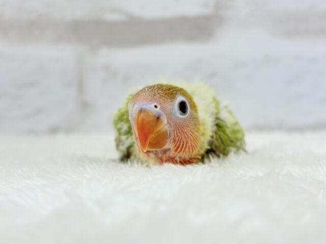 ヤマブキボタンインコ