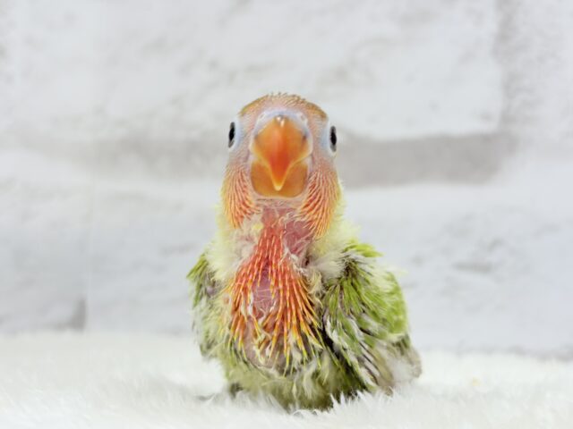 ヤマブキボタンインコ
