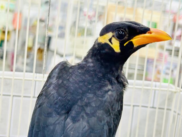 九官鳥（キュウカンチョウ）