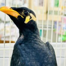 漆黒の翼持つおしゃべり怪獣になるかも？？　九官鳥