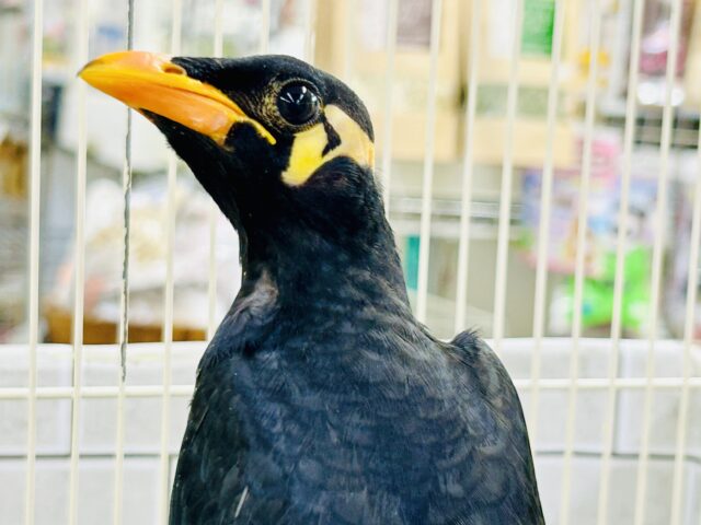 漆黒の翼持つおしゃべり怪獣になるかも？？　九官鳥