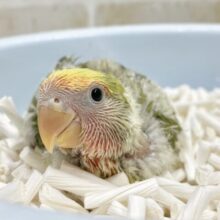 カラフルカラーのコザクラさん🧡💛💚コザクラインコ（タイガーチェリー）