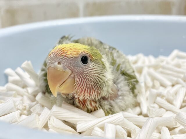 カラフルカラーのコザクラさん🧡💛💚コザクラインコ（タイガーチェリー）