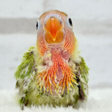 キラキラおめめに映る世界🌏✨ボタンインコ(ヤマブキ) ヒナ