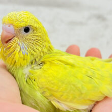 爽やか🌱若草カラー💚ジャンボセキセイインコ(スパングル) ヒナ