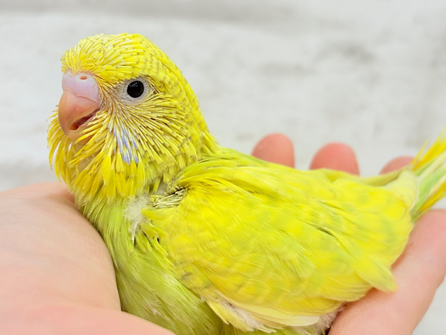 爽やか🌱若草カラー💚ジャンボセキセイインコ(スパングル) ヒナ