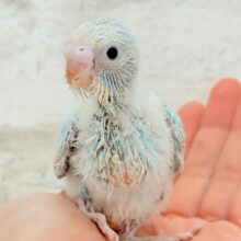 モデルポーズが得意なのっ♬*°セキセイインコ(スパングル) ヒナ