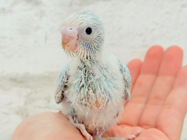 モデルポーズが得意なのっ♬*°セキセイインコ(スパングル) ヒナ