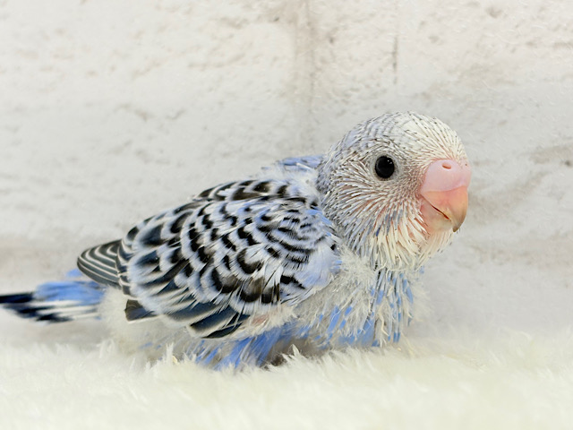 おめめきゅるるんっ♡セキセイインコ(オパーリン) ヒナ