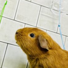 歩くこげパン🍞牧草を添えて・・・　ロシアンモルモット