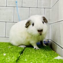 モクモクいぶされちゃった？？大福ボディ　ロシアンスモークモルモット