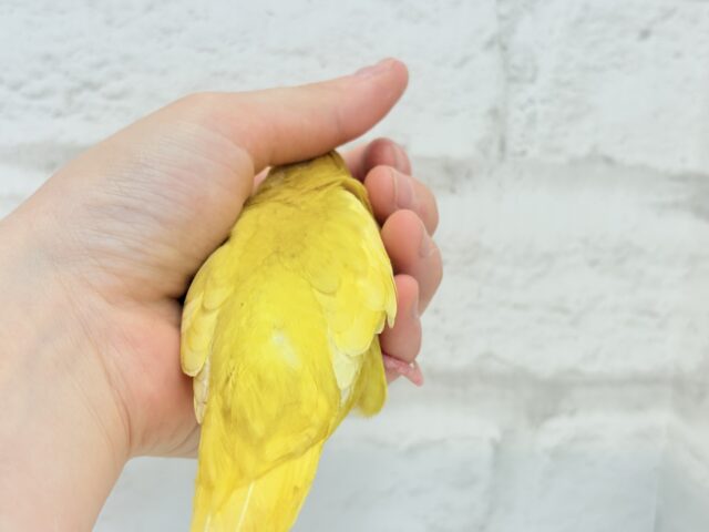 サザナミインコ