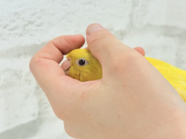 サザナミインコ