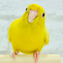 【最新画像更新🪄もうすくひとり餌‪☆】ピッカピカ💖ビビットカラー☀️サザナミインコ(ルチノー) ヒナ