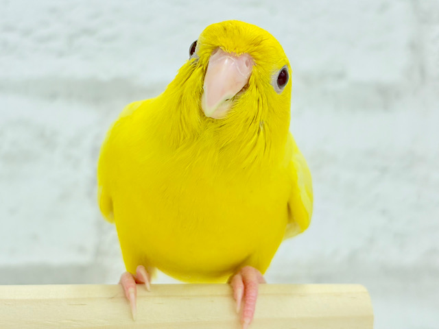 【最新画像更新🪄もうすくひとり餌‪☆】ピッカピカ💖ビビットカラー☀️サザナミインコ(ルチノー) ヒナ