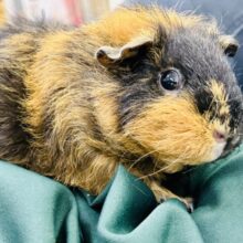✨️最新画像✨️とげとげパンプキ～ン🎃͙💫⭐︎テディモルモット(巻き毛 2024年5月生まれ)