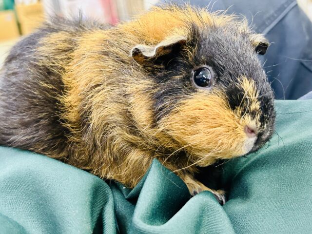 ✨️最新画像✨️とげとげパンプキ～ン🎃͙💫⭐︎テディモルモット(巻き毛 2024年5月生まれ)