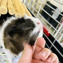【最新画像更新☆☆】実はカキカキできちゃう！？　アビシニアンモルモット