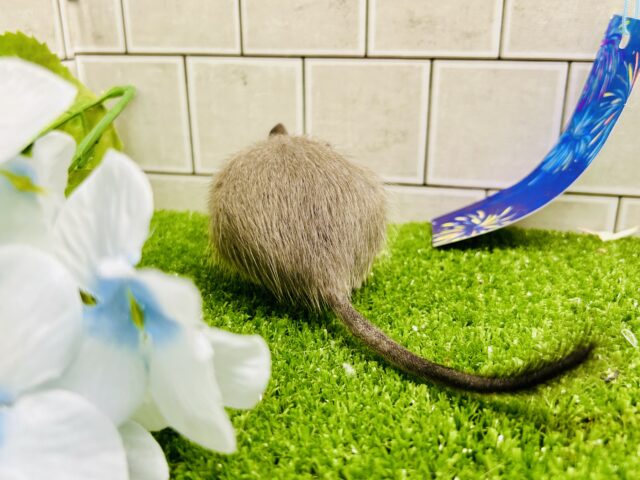 デグー