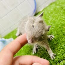 ちゅ～ちゅ～お話上手な甘えんぼさん♪♪　デグー