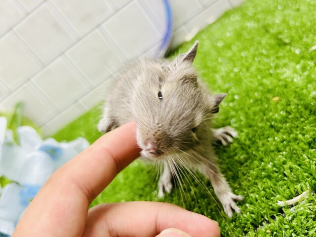 ちゅ～ちゅ～お話上手な甘えんぼさん♪♪　デグー