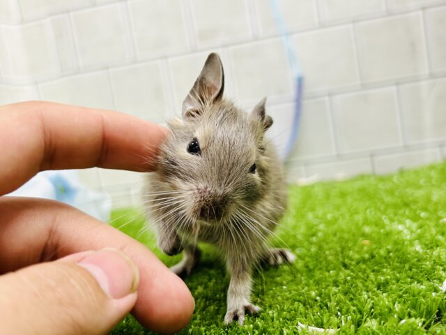 デグー