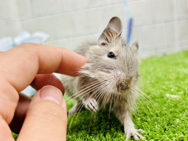 デグー