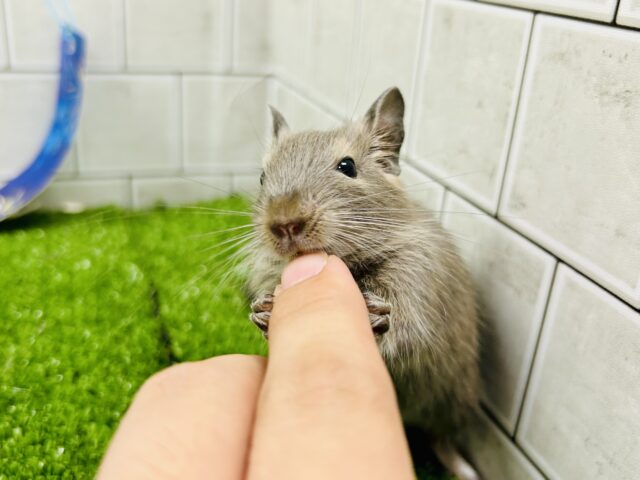 デグー