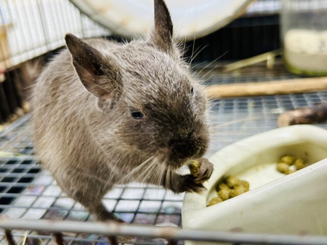 デグー