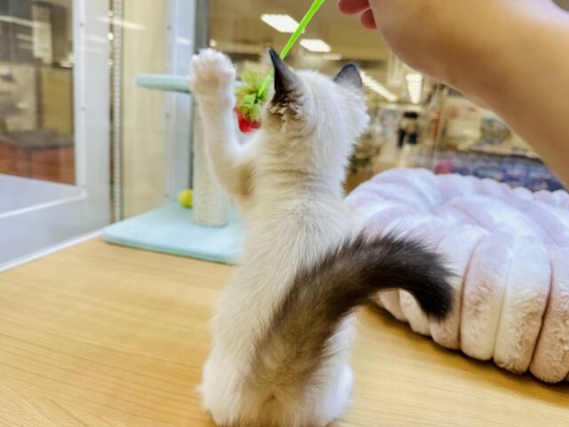 ラグドール