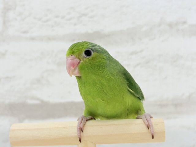 マメルリハ