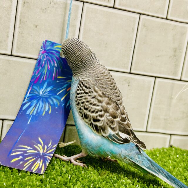 セキセイインコ