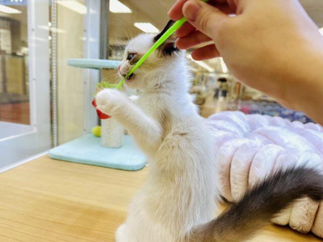 ラグドール