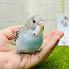 ✨最新画像✨海風運ぶ🪼🌊⋆*ｼﾏｼﾏぴゅるる〜ん🌀⟡.*セキセイインコ(ノーマル/2025年5月生まれ)