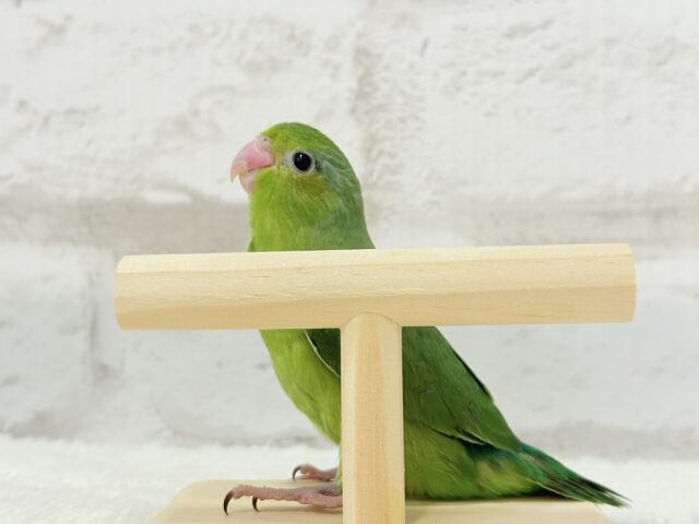 マメルリハ