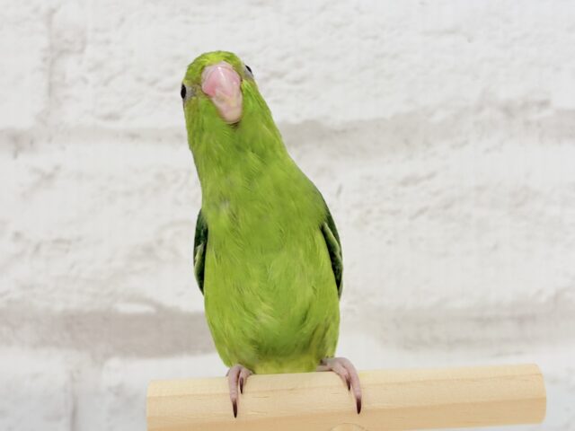 マメルリハ