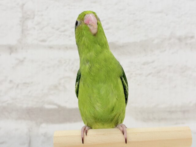 マメルリハ