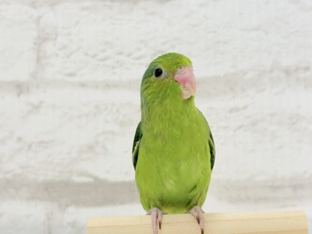 マメルリハ