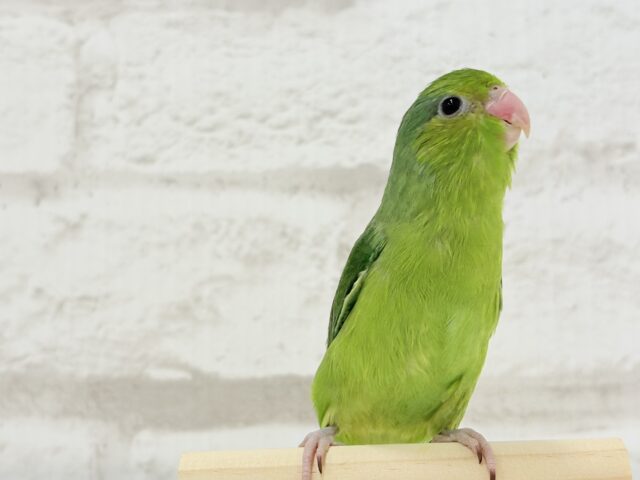 マメルリハ