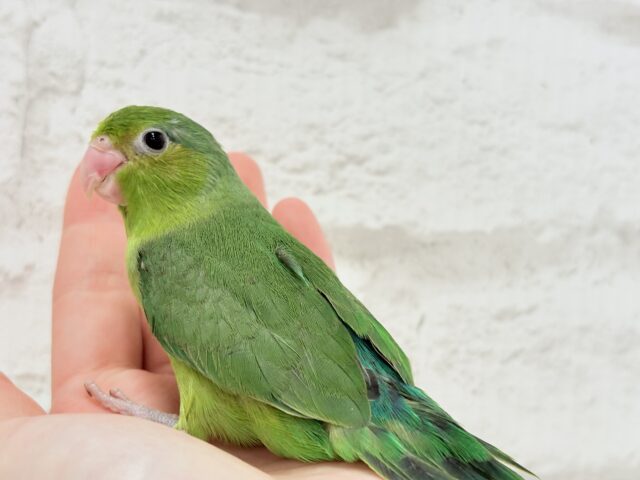 マメルリハ