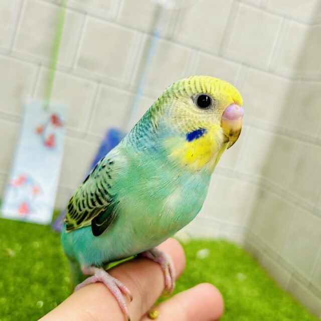 お値下げ！【湧き上がるレインボー★希少なこっくりグリーン＆キラキラ黄金ハニー】 新品即納】[DOL]えっくす☆きゅーと Star Sprinkles / Moon Cat