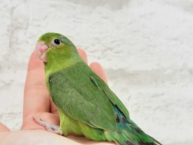 マメルリハ