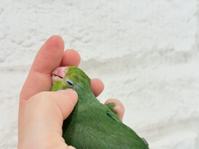 マメルリハ