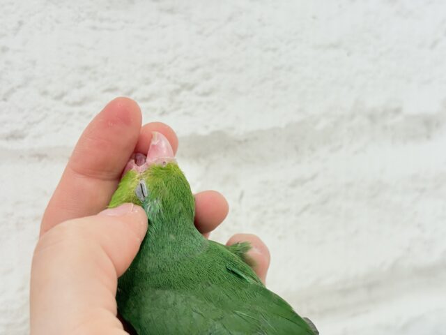 マメルリハ