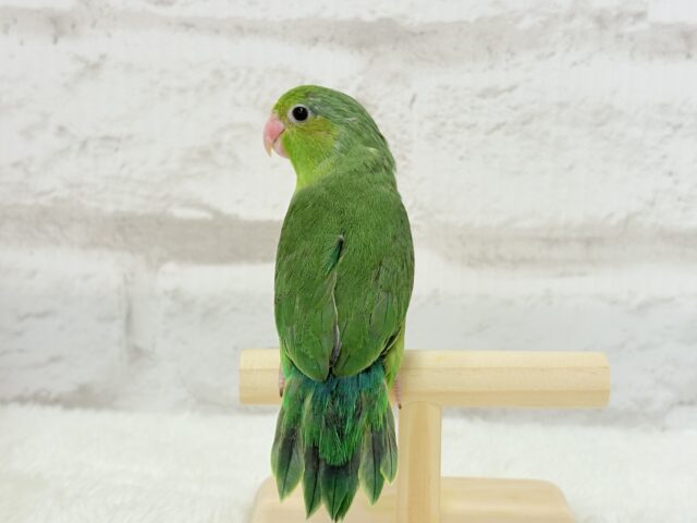 マメルリハ