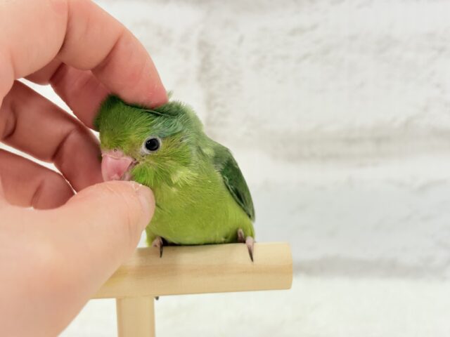 マメルリハ