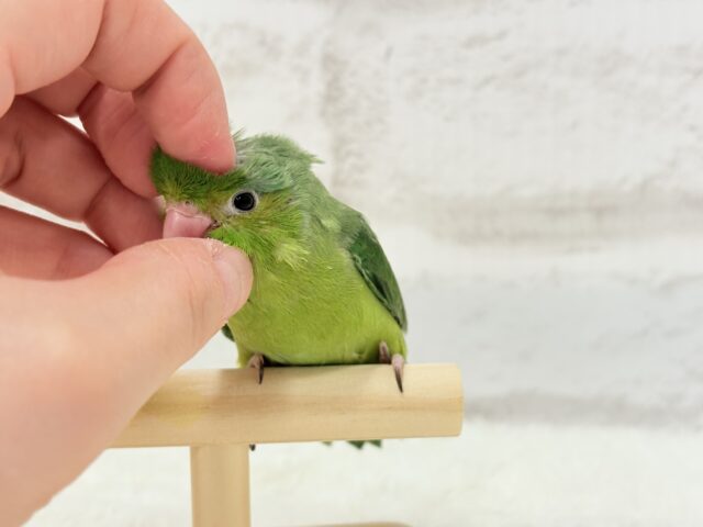 マメルリハ