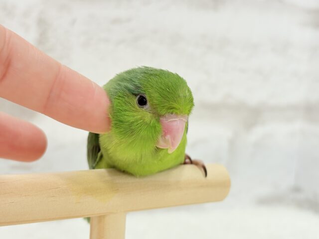 マメルリハ